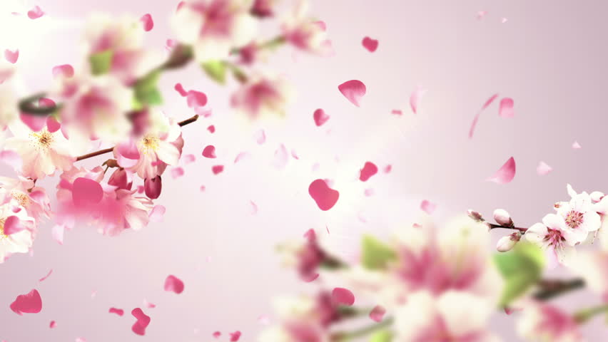 Falling Sakura Petals Cherry Blossoms Animation With Camera Depth Of