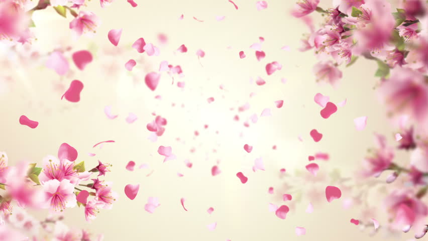 Cherry Blossoms Or Sakura On The Tree Videos De Metraje En Stock 8583835 Shutterstock Falling Flower Petals After Effects Template Free