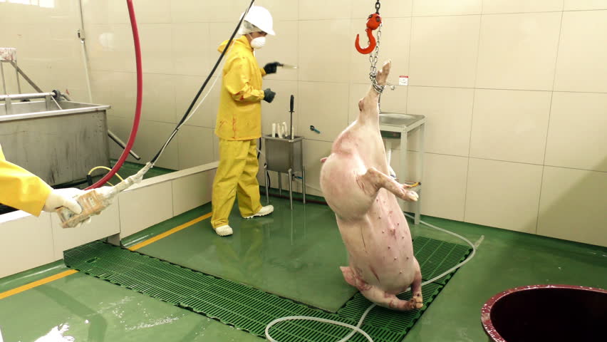 after-the-electrical-stunning-that-renders-the-pig-unconscious-the