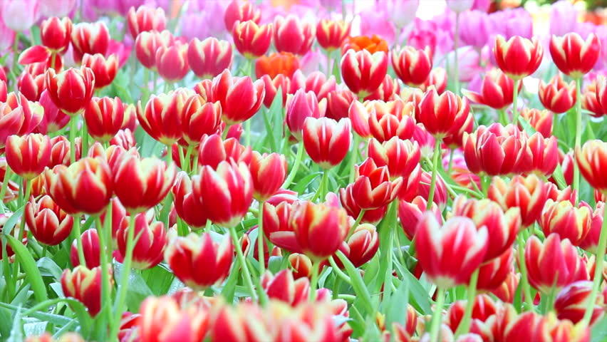 Tulips - Fancy Tulips. HD Video Footage, 1920x1080 Stock Footage Video