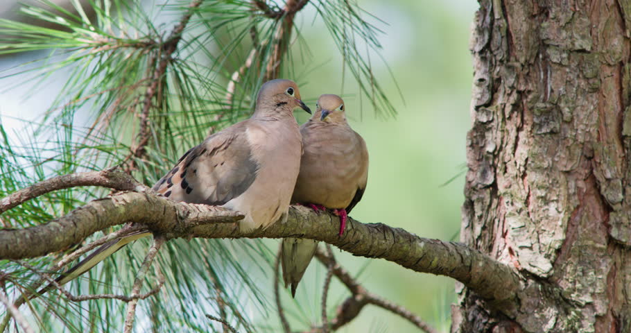 Mourning Dove Pair Sitting In Pine Tree Preening Each Other Stock