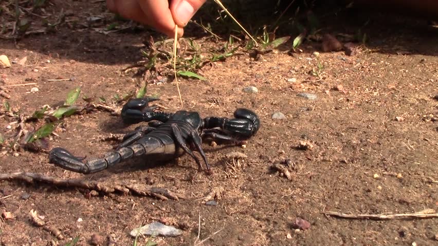 Ants Attack Group Of Ants Attacked A Large Beetle Lying On Its Back Slow Motion At A Rate Of