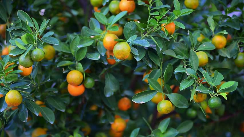 kumquat trees new year new year stock footage kumquat trees new year new year stock footage