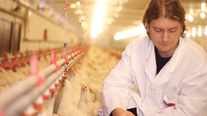Veterinary jobs in poultry processing
