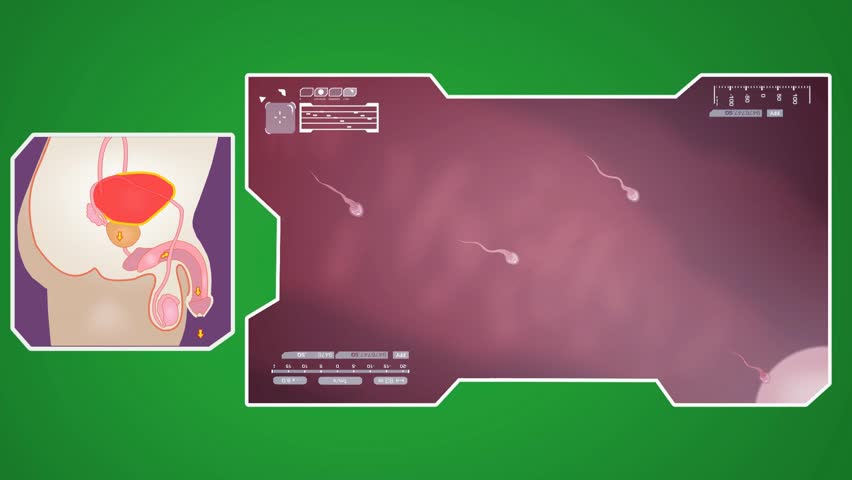 Sex Intercourse Clips sex intercourse clips