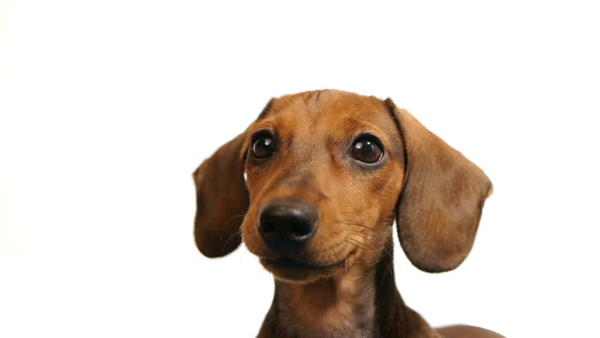 Cute Dog Shakes His Head And Wonders Stock Footage Video ...