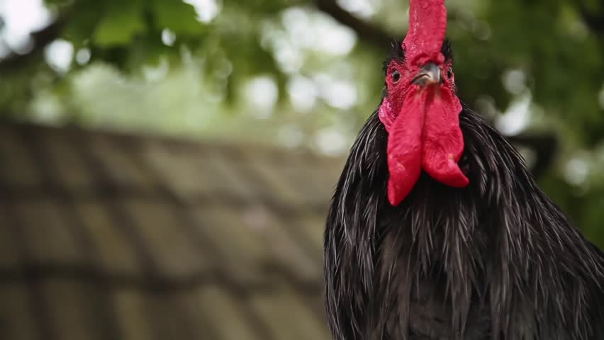 Close Up Of A Brown Handsome Rooster Isolated On Green