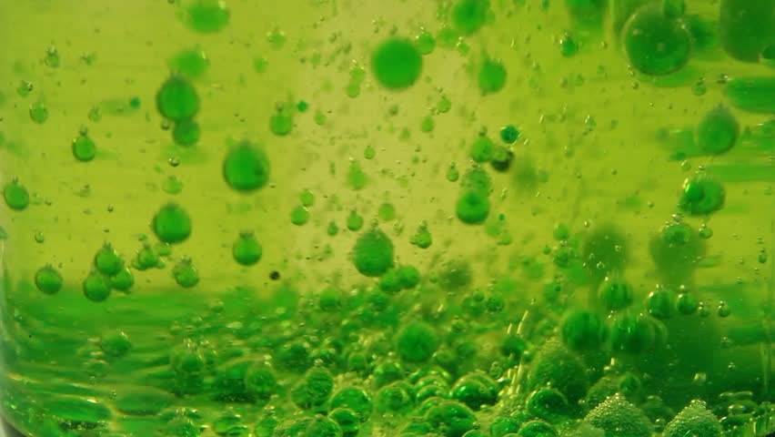 Live Green Algae Under Microscope, Magnification 400x ...