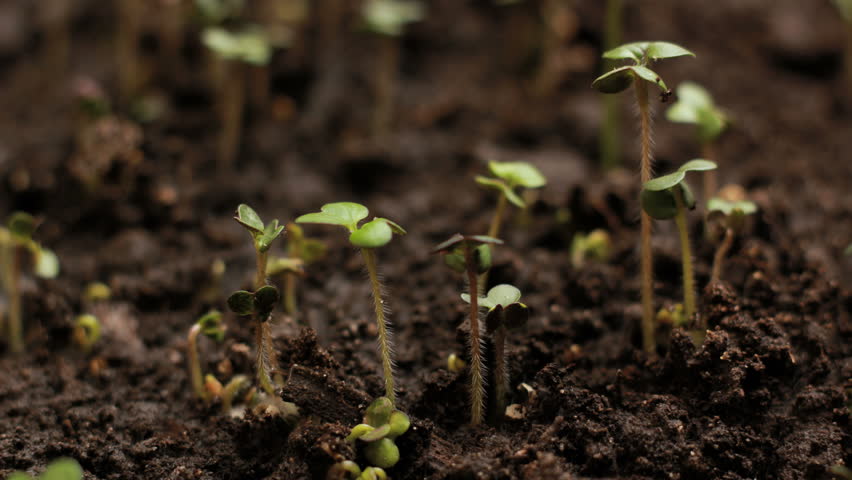 Mustard Seed Plant Stock Footage Video - Shutterstock