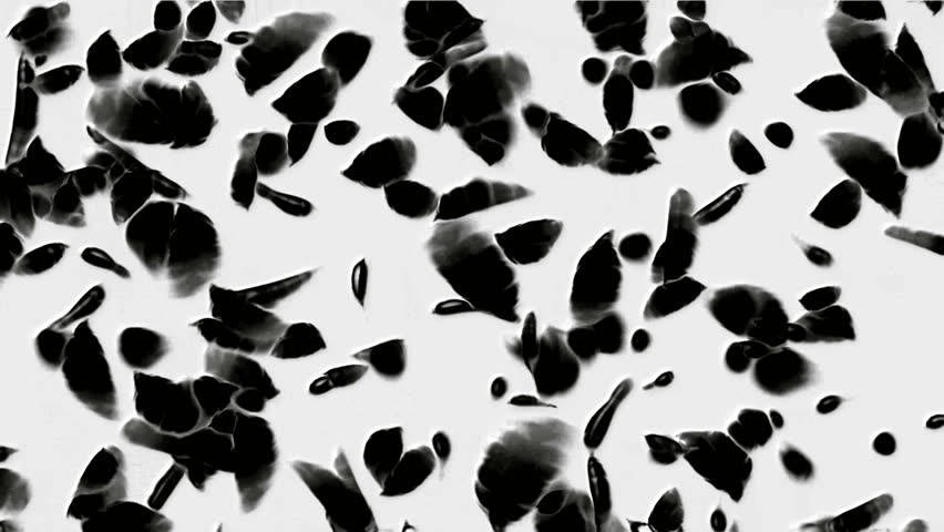 Black Bird Feat...
