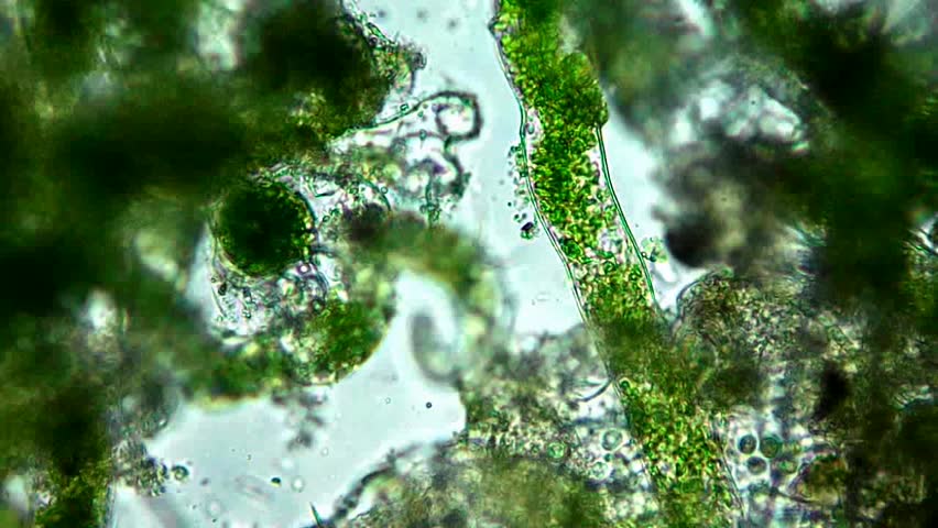 Live Green Algae Under Microscope, Magnification 400x ...