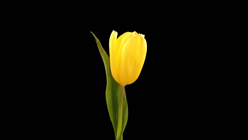 Timelapse Of Yellow Tulip Flower Blooming On Black ...