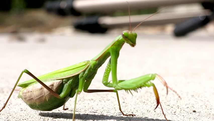 Pregnant Preying Mantis Female Stock Footage Video 5183021 ...