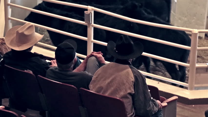 Stock options cattle sales