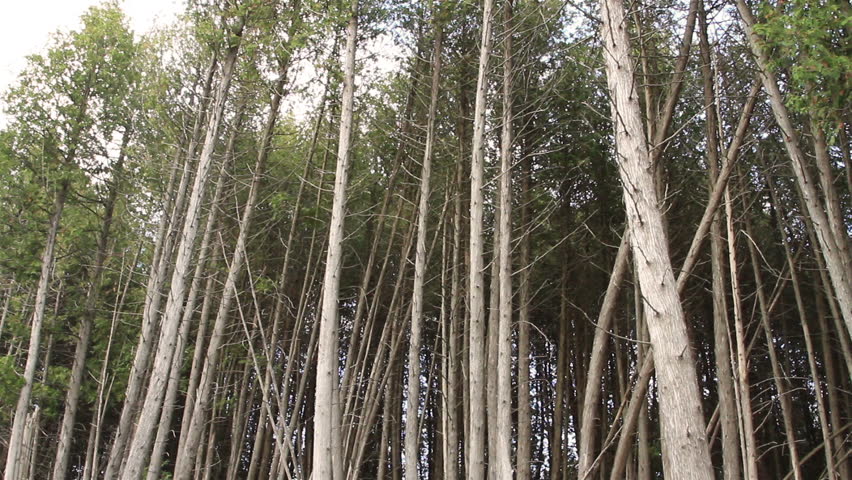 tall-skinny-trees-stock-footage-video-shutterstock