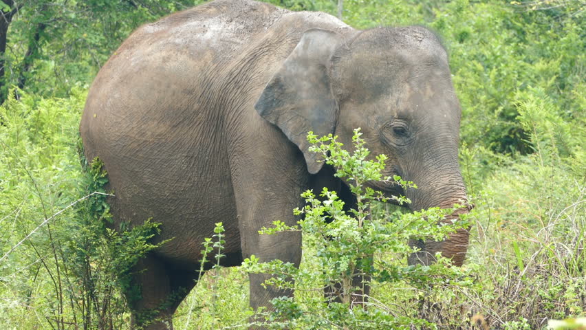 Indian Elephant Eating Grass In Jungle Stock Footage Video 9474392