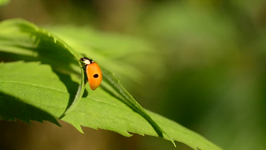Header of Adalia Bipunctata