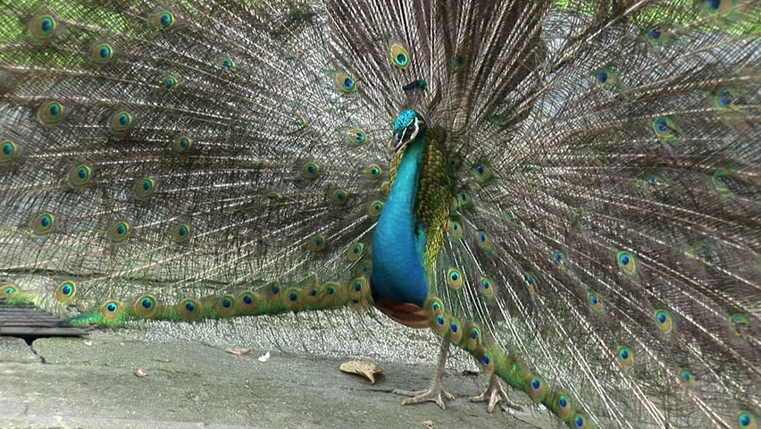 Peacock Singing, HD, Sound Stock Footage Video 432043 - Shutterstock