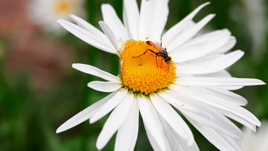 Header of Ammophila sabulosa