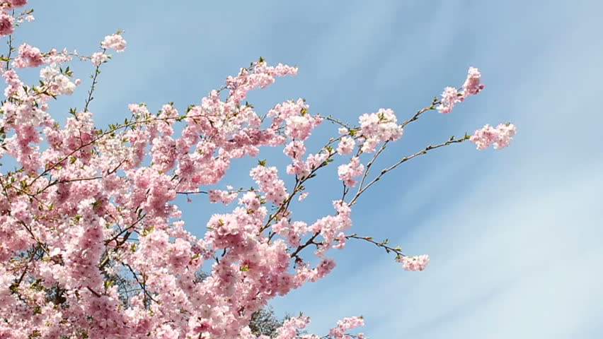 Cherry Blossom Stock Footage Video - Shutterstock