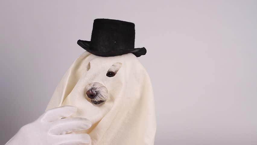 dog ghost dressed in white sheet capped with black top hat dog ghost dressed in white sheet capped with black top hat