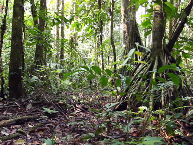 Understory Rainforest Shrub With Large Leaves, Ecuador Stock Footage ...