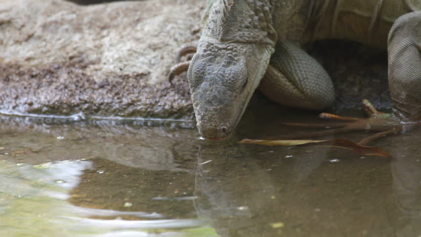 Header of Squamata