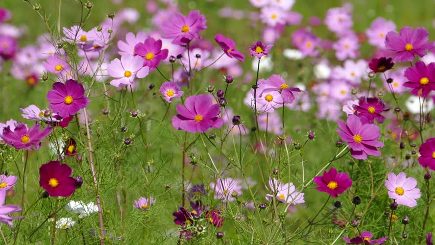 Beautiful Cosmos Flowers Swaying In The Breeze Stock Footage Video ...