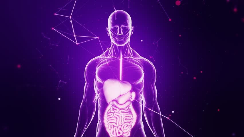 Guts And Digestive System Scan Animation From Human Anatomy Walking