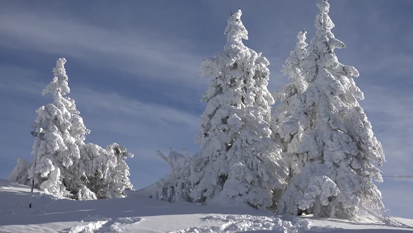 4K Snow, Winter Scene, Mountain View, Conifer Forest, Fir, Alpine ...