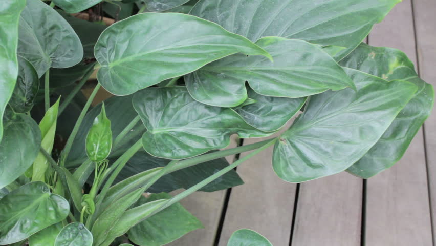 Header of Alocasia cucullata