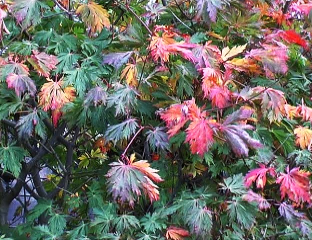 Header of Acer Japonicum