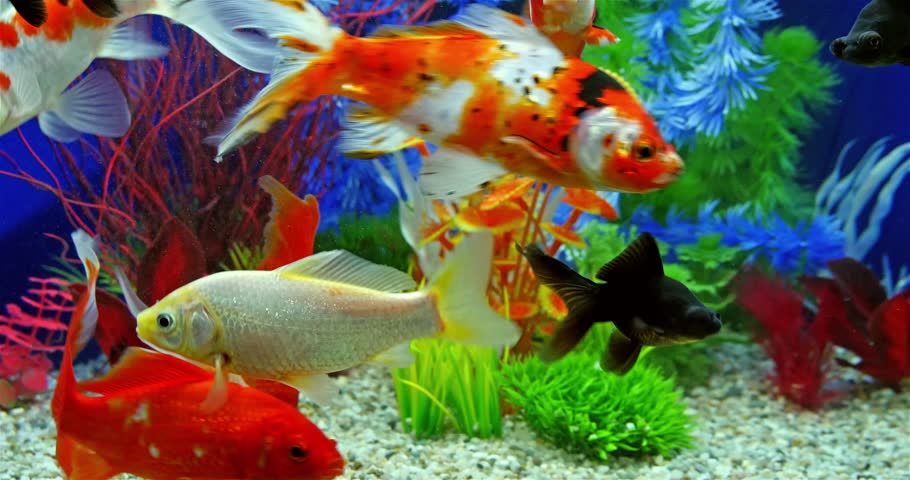 Fish Swimming In Tropical Freshwater Aquarium Stock Footage Video ...