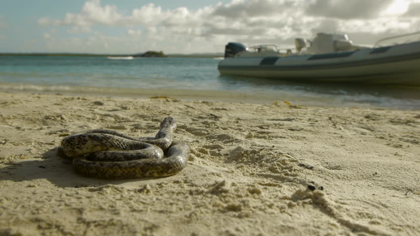 Antiguan Racer Snake Diet Food