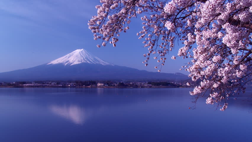 Mt.Fuji With Beautiful Cherry Blossom , Japan Stock Footage Video ...