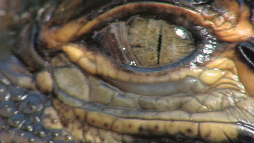 Header of Alligators