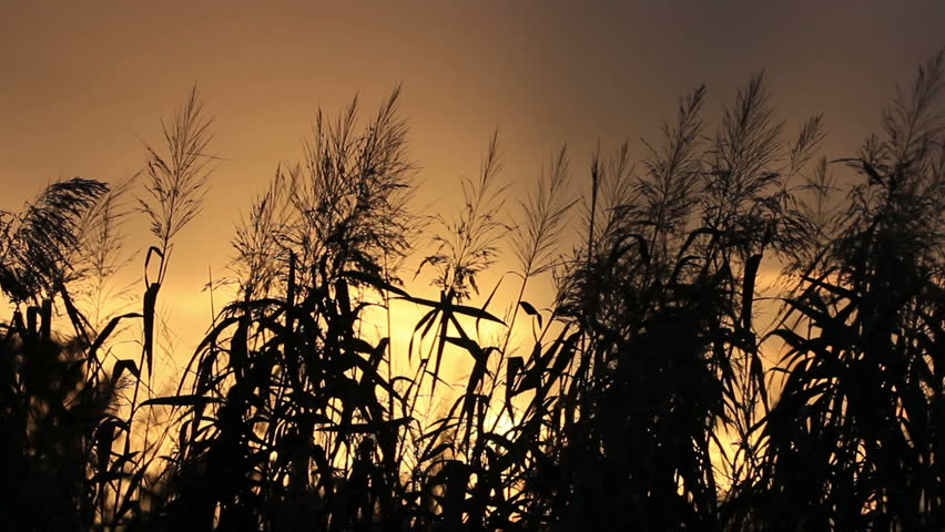 Reeds Isolated Stock Footage Video - Shutterstock