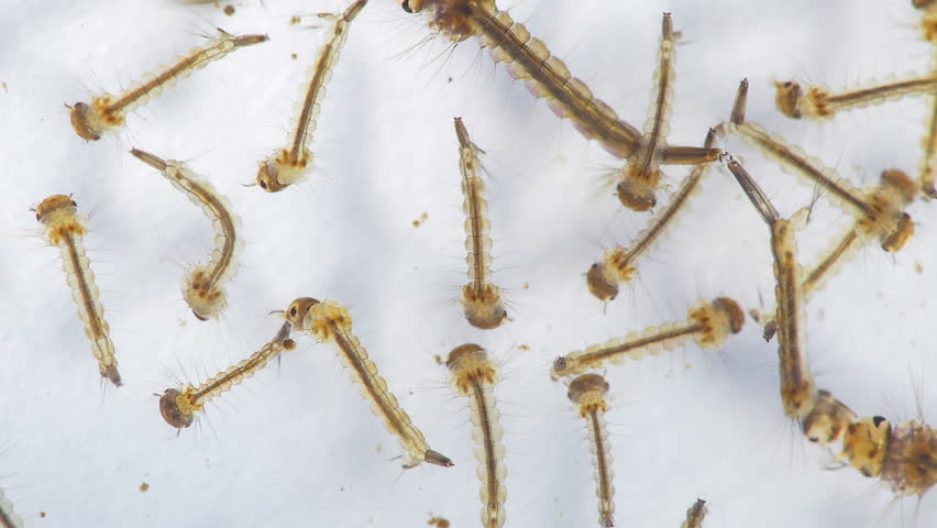 Header of Aedes aegypti