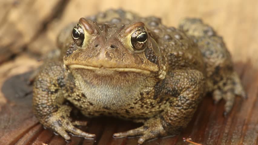 Cane Toad (Bufo Marinus) Showing Defense Postures Used To Deter ...