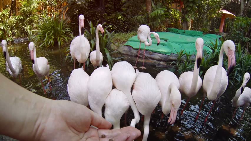 Flamingo Bird Diet Pellets