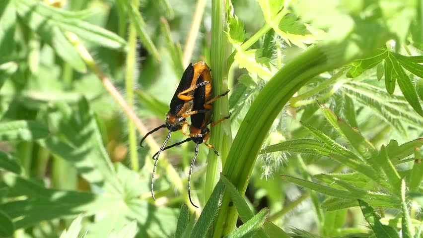 Lightning Bug Stock Footage Video - Shutterstock