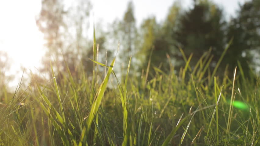sunlight on the grass essay Something old, something new by leila aboulela is the final story in the aqa short story anthology, sunlight on the grass essay question. sunlight on the grass essay Something old, something new by leila aboulela is the final story in the aqa short story anthology, sunlight on the grass essay question.