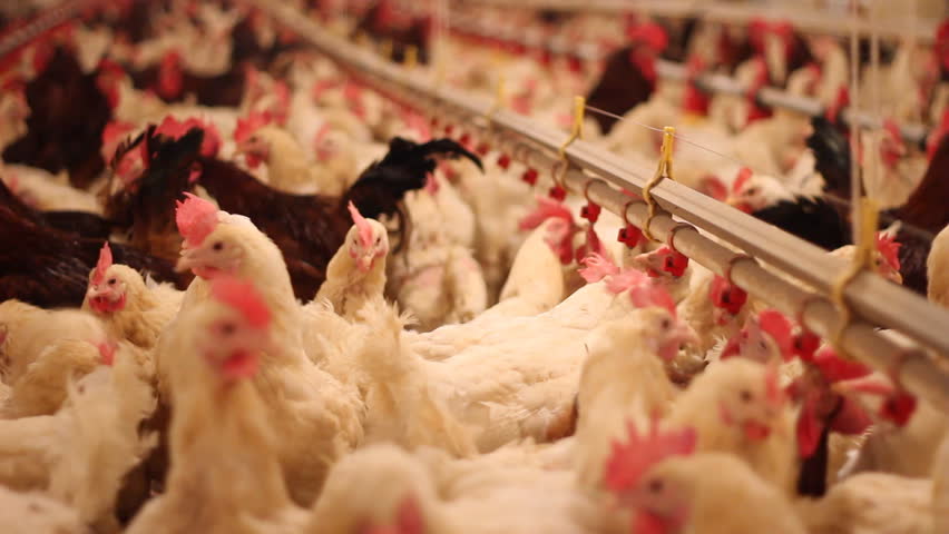 Chicken Farm, Poultry Stock Footage Video 1781855 - Shutterstock