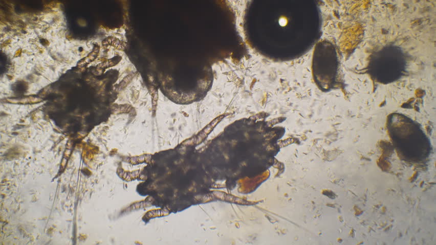 Feline Ear Mites Natural Treatment Feline Ear Mites Natural Treatment