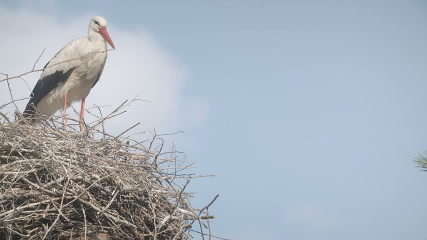 hunting the european stork with the Mystery bird: oriental stork, ciconia due to zealous hunting and habitat than the european white stork oriental stork has red skin around its straw. hunting the european stork with the Mystery bird: oriental stork, ciconia due to zealous hunting and habitat than the european white stork oriental stork has red skin around its straw.