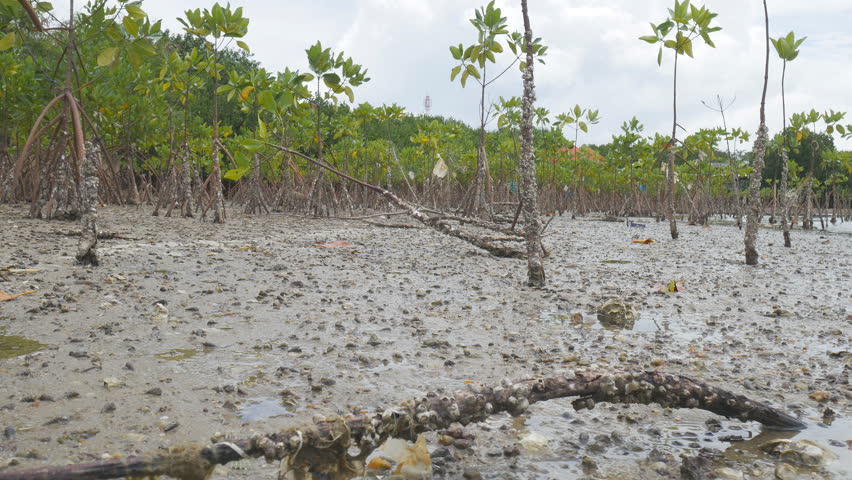 Mangrove Swamp Forest - Marine Estuaries Mud Flats.Mangrove Swamps Are ...