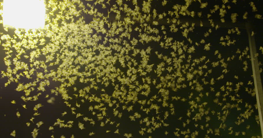 Mayflies Swarming Toward The Light Stock Footage Video 17595688 ...