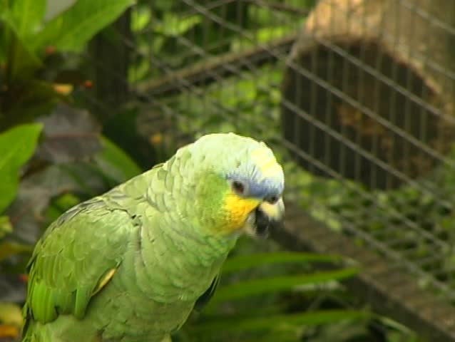 Header of Amazona amazonica