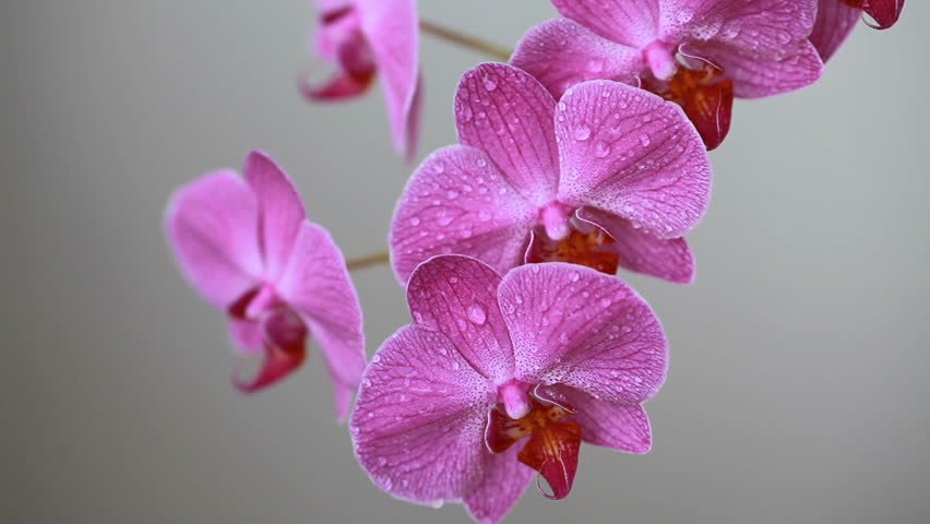 Exotic Magenta And White Orchid Flowers Stock Footage