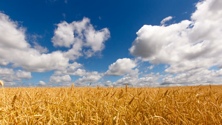 Ripe Wheat Harvest Background HD Stock Footage Video 4094914 - Shutterstock